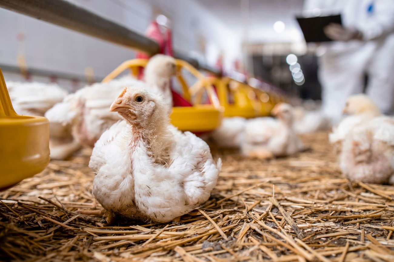 Globalfeed fosfatos para piensos. Alimentación animal